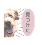 もしゃ犬れんたろう（個別スタンプ：22）