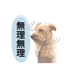もしゃ犬れんたろう（個別スタンプ：23）