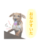 もしゃ犬れんたろう（個別スタンプ：27）