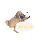 もしゃ犬れんたろう（個別スタンプ：28）