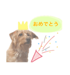 もしゃ犬れんたろう（個別スタンプ：30）
