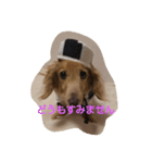 ともだちダックス（個別スタンプ：1）