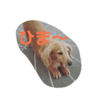 ともだちダックス（個別スタンプ：3）