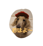 ともだちダックス（個別スタンプ：4）