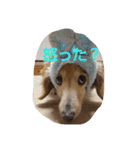 ともだちダックス（個別スタンプ：5）