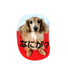 ともだちダックス（個別スタンプ：8）