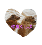 ともだちダックス（個別スタンプ：9）
