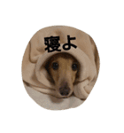 ともだちダックス（個別スタンプ：11）