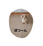 ともだちダックス（個別スタンプ：12）
