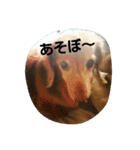 ともだちダックス（個別スタンプ：14）