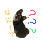 ブラックタンのチワワ  ちくわちゃん（個別スタンプ：3）