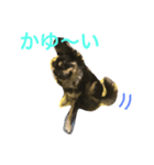 ブラックタンのチワワ  ちくわちゃん（個別スタンプ：8）