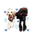 トイプードルのチョッパー＆ルフィ（個別スタンプ：1）