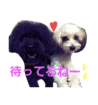 トイプードルのチョッパー＆ルフィ（個別スタンプ：5）