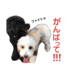 トイプードルのチョッパー＆ルフィ（個別スタンプ：13）