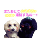 トイプードルのチョッパー＆ルフィ（個別スタンプ：19）