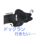 トイプードルのチョッパー＆ルフィ（個別スタンプ：21）