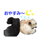 トイプードルのチョッパー＆ルフィ（個別スタンプ：24）