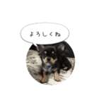 レオンさんの気持ち（個別スタンプ：1）