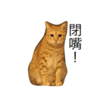 CurryNowYeeBo（個別スタンプ：1）