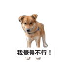 CurryNowYeeBo（個別スタンプ：3）