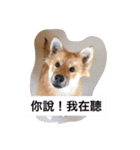 CurryNowYeeBo（個別スタンプ：6）