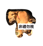 CurryNowYeeBo（個別スタンプ：7）