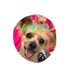 syocoramama（個別スタンプ：1）