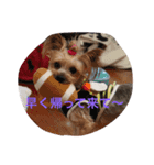 syocoramama（個別スタンプ：3）