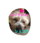 syocoramama（個別スタンプ：6）
