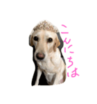 らぶこさん！（個別スタンプ：1）