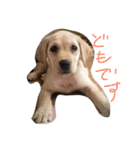 らぶこさん！（個別スタンプ：9）