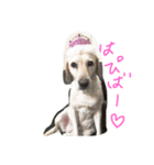 らぶこさん！（個別スタンプ：11）