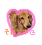 犬のハンコその1（個別スタンプ：1）