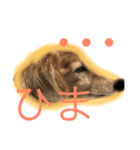 犬のハンコその1（個別スタンプ：2）