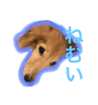 犬のハンコその1（個別スタンプ：4）