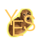 犬のハンコその1（個別スタンプ：5）