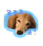 犬のハンコその1（個別スタンプ：6）