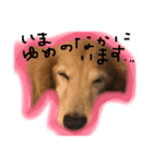 犬のハンコその1（個別スタンプ：8）