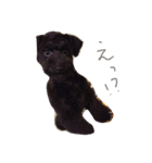 BOB's voice！（個別スタンプ：1）