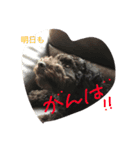 BOB's voice！（個別スタンプ：2）
