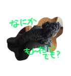 BOB's voice！（個別スタンプ：4）