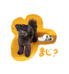 BOB's voice！（個別スタンプ：12）