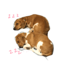 チョロミ倶楽部へようこそ（個別スタンプ：1）