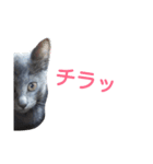 子猫のロゼッタ（個別スタンプ：1）
