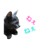 子猫のロゼッタ（個別スタンプ：2）