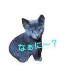 子猫のロゼッタ（個別スタンプ：3）