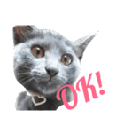 子猫のロゼッタ（個別スタンプ：5）