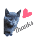 子猫のロゼッタ（個別スタンプ：7）