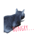子猫のロゼッタ（個別スタンプ：11）